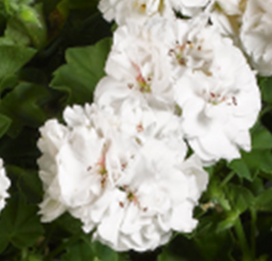 пеларгония плющелистная pelargonium peltatum